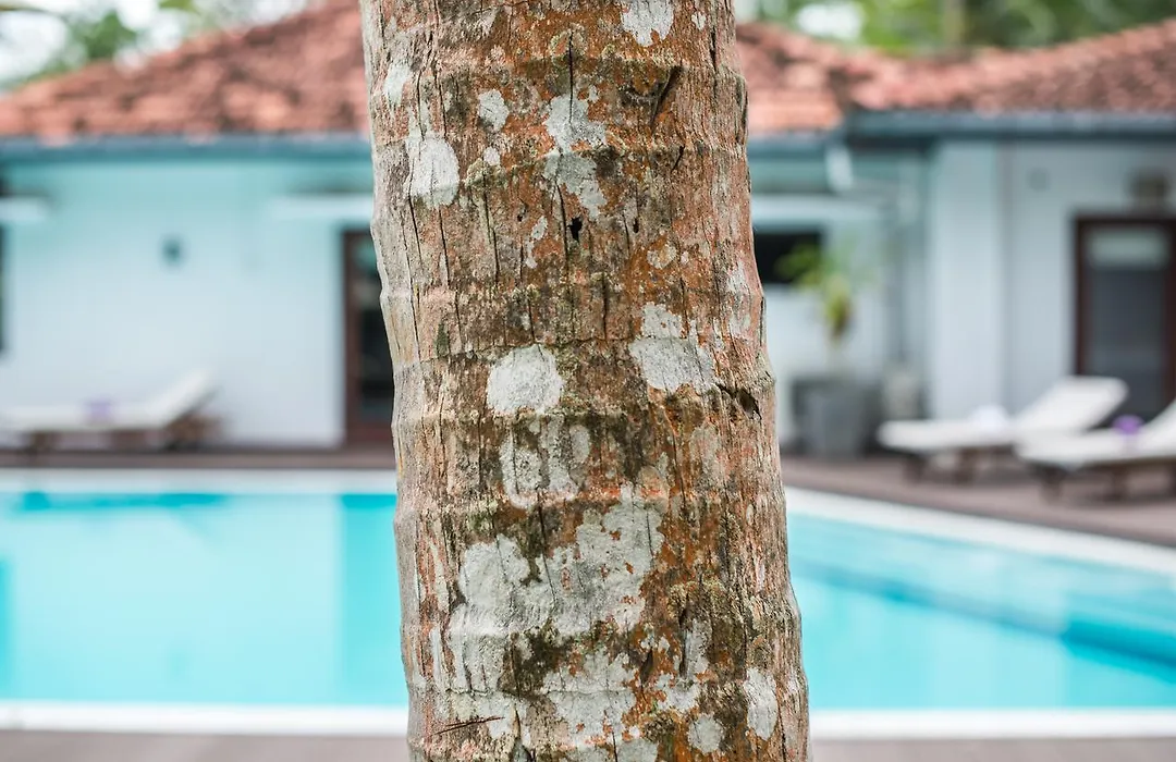 Cattleya Villa-1